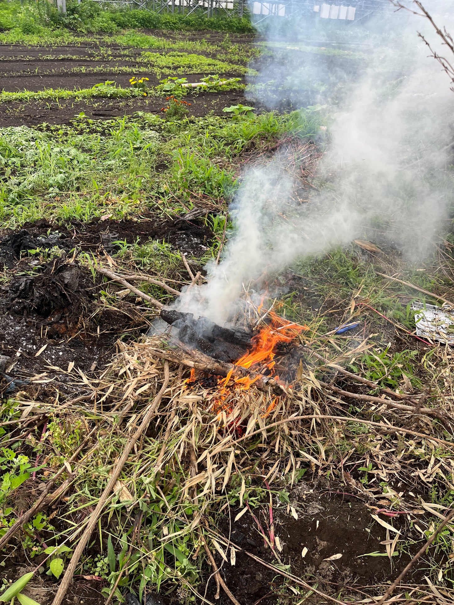 🍠【35名限定】生産量日本一！茨城県で味わう、本当の焼き芋まつり